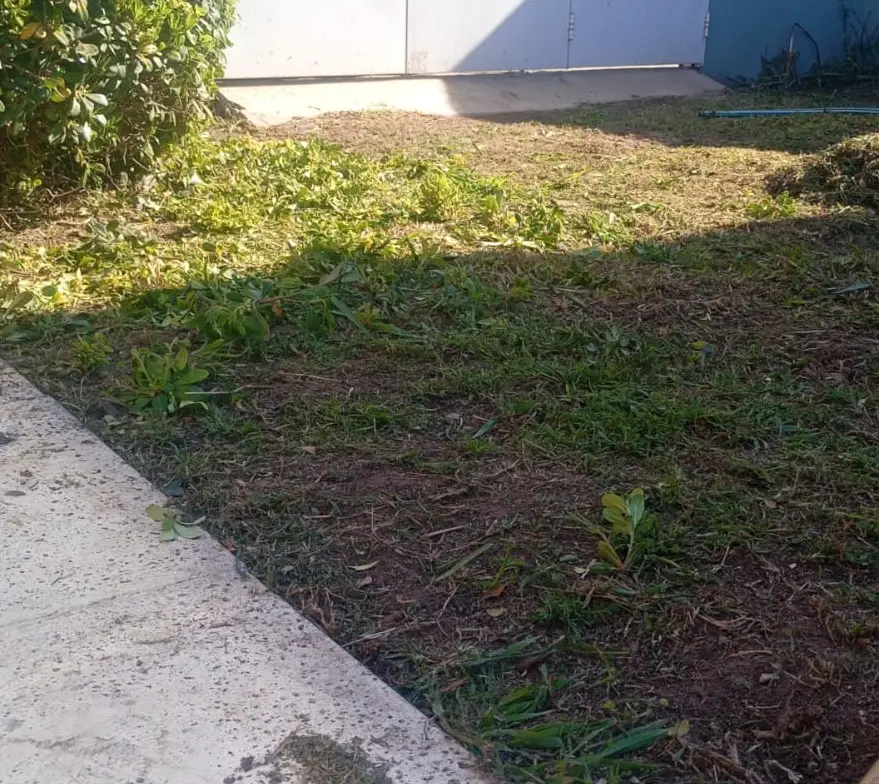 Grama bahiana nueva, antes
