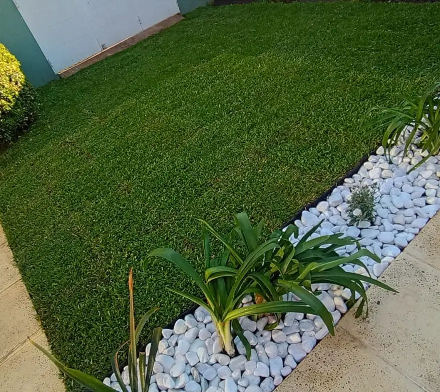 Grama bahiana nueva, después